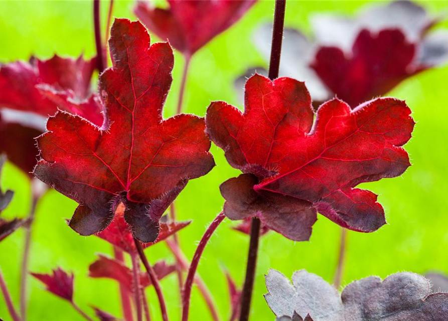 Heuchera hybr. Royal Ruby