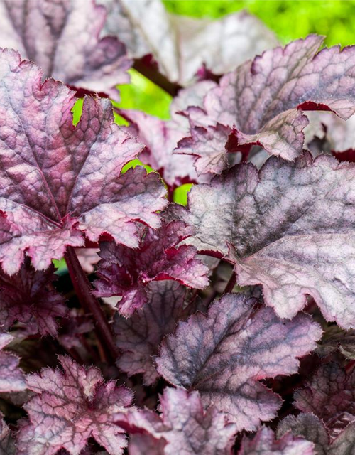 Heuchera hybr. Wild Rose