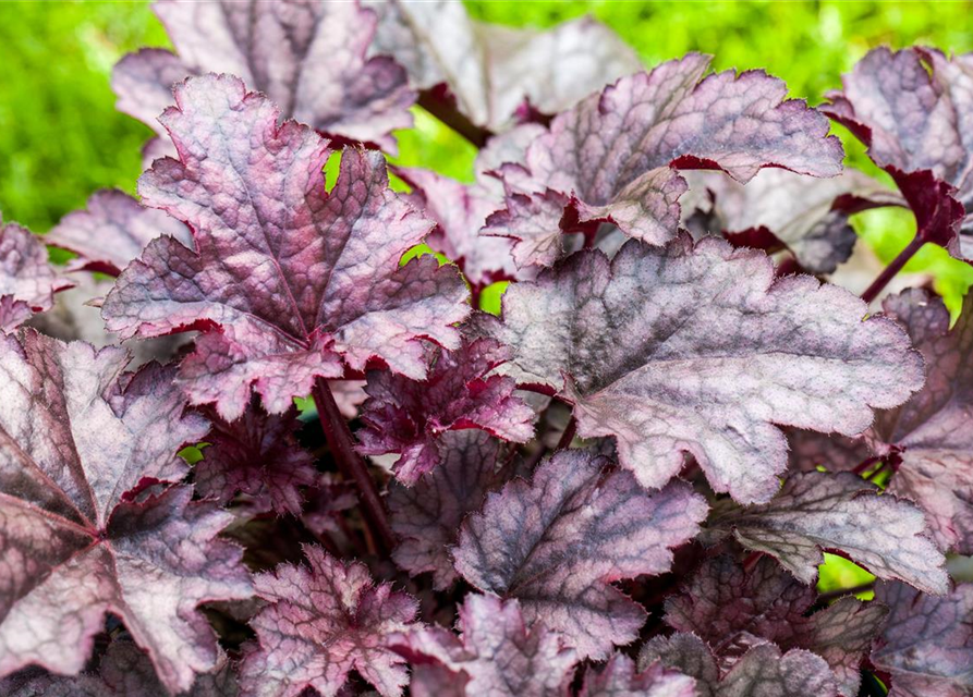 Heuchera hybr. Wild Rose