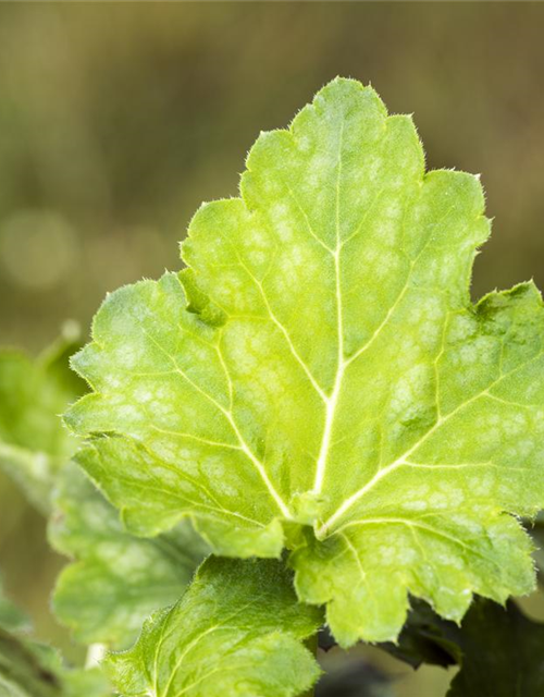 Heuchera villosa var. macrorrhiza