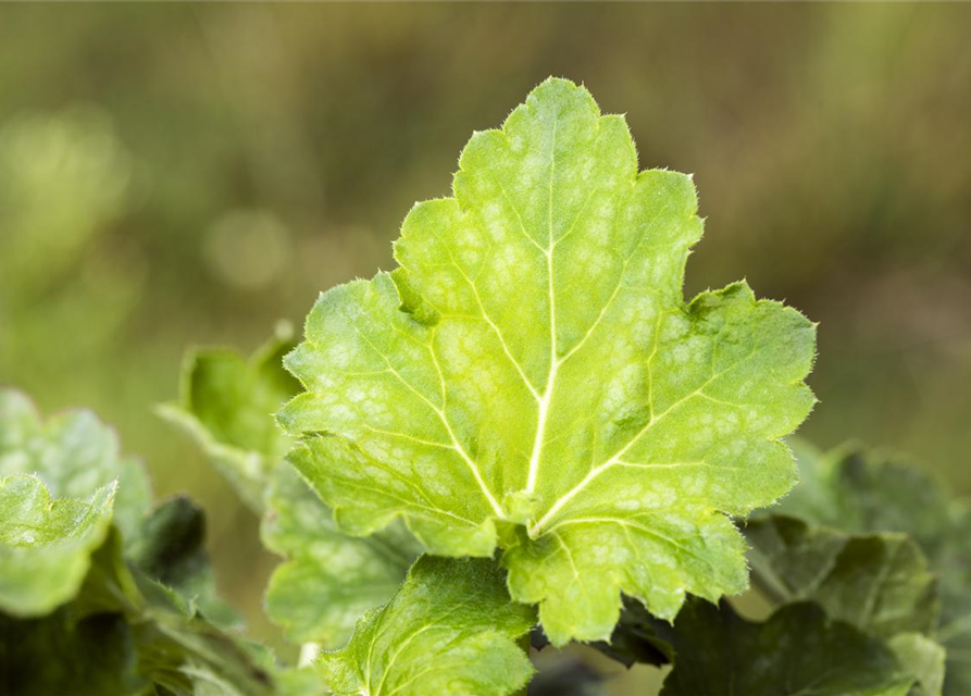 Heuchera villosa var. macrorrhiza