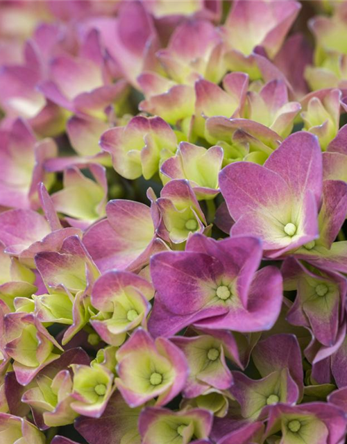 Hydrangea macrophylla Magical