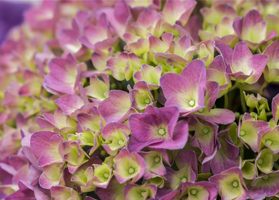 Hydrangea macrophylla Magical