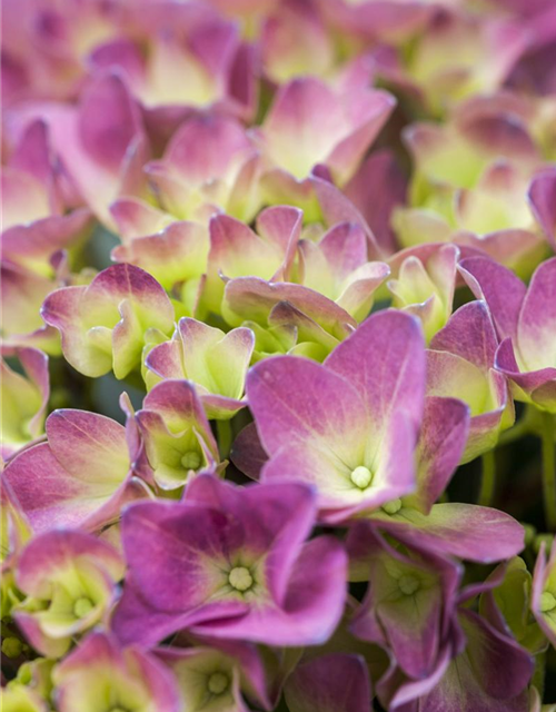 Hydrangea macrophylla Magical