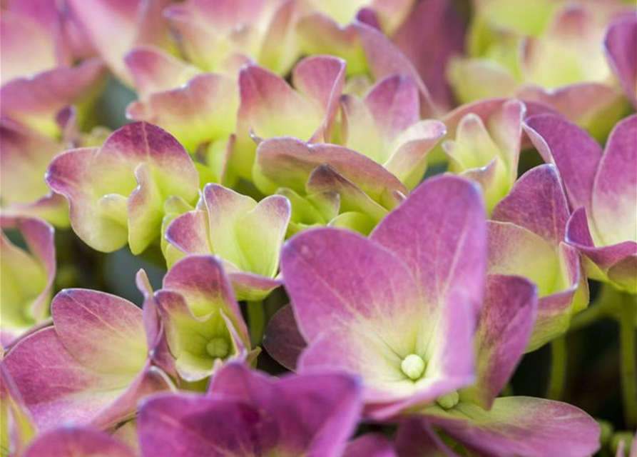 Hydrangea macrophylla Magical