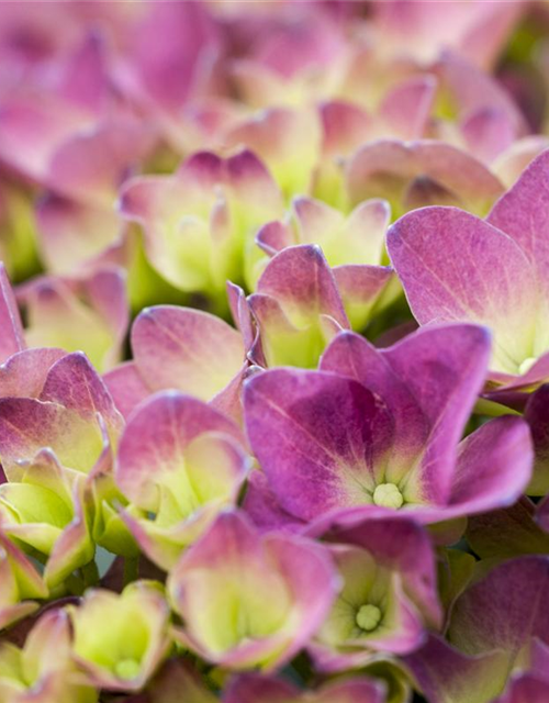 Hydrangea macrophylla Magical