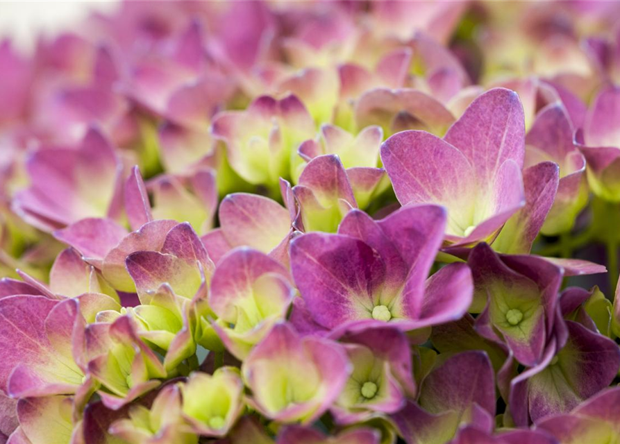 Hydrangea macrophylla Magical