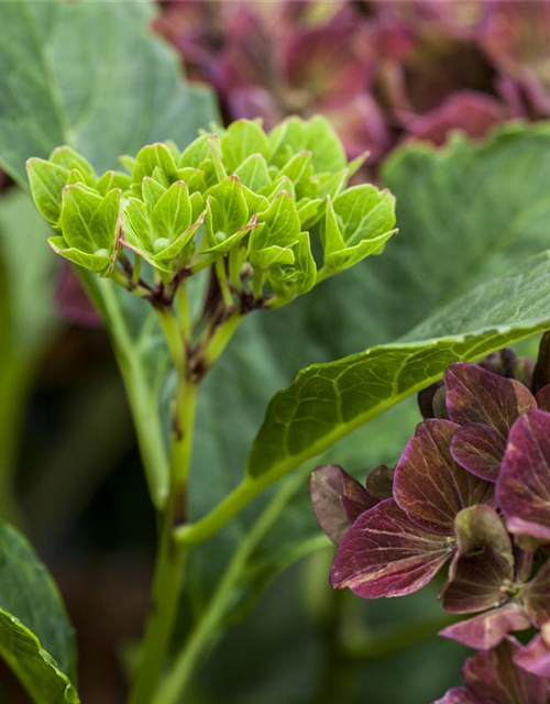 Hydrangea macrophylla Magical