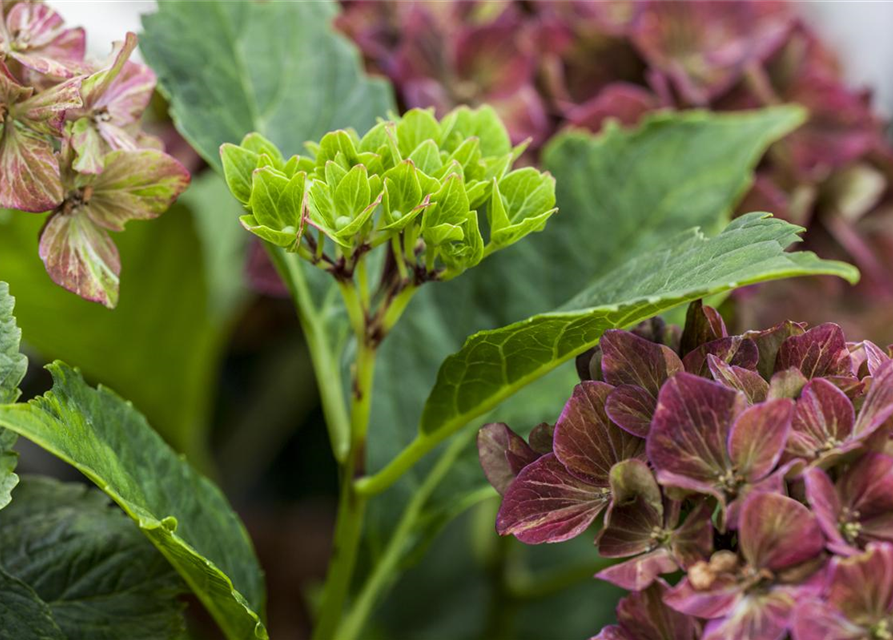 Hydrangea macrophylla Magical