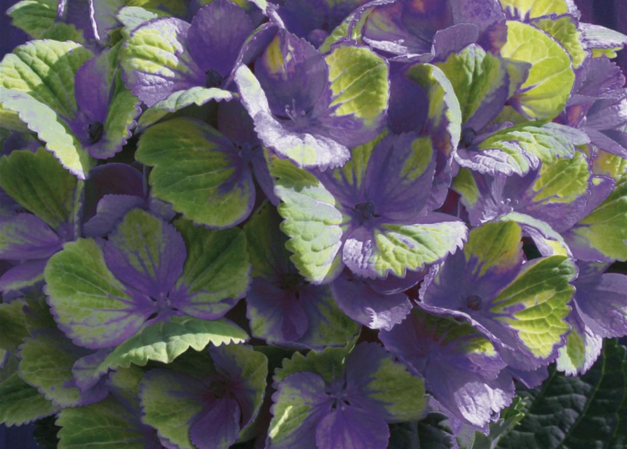 Hydrangea macrophylla Magical