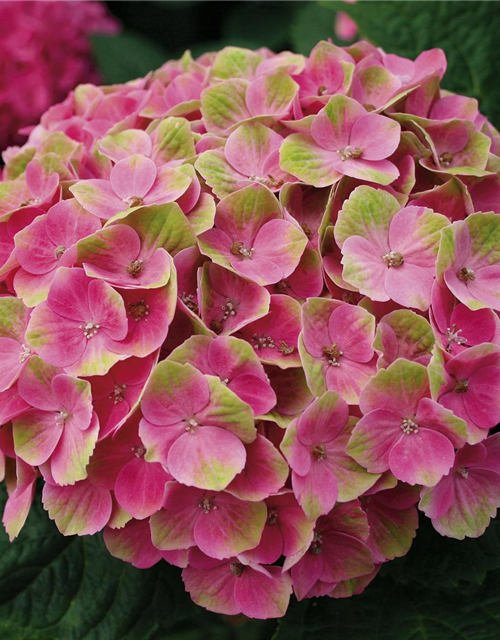 Hydrangea macrophylla Magical