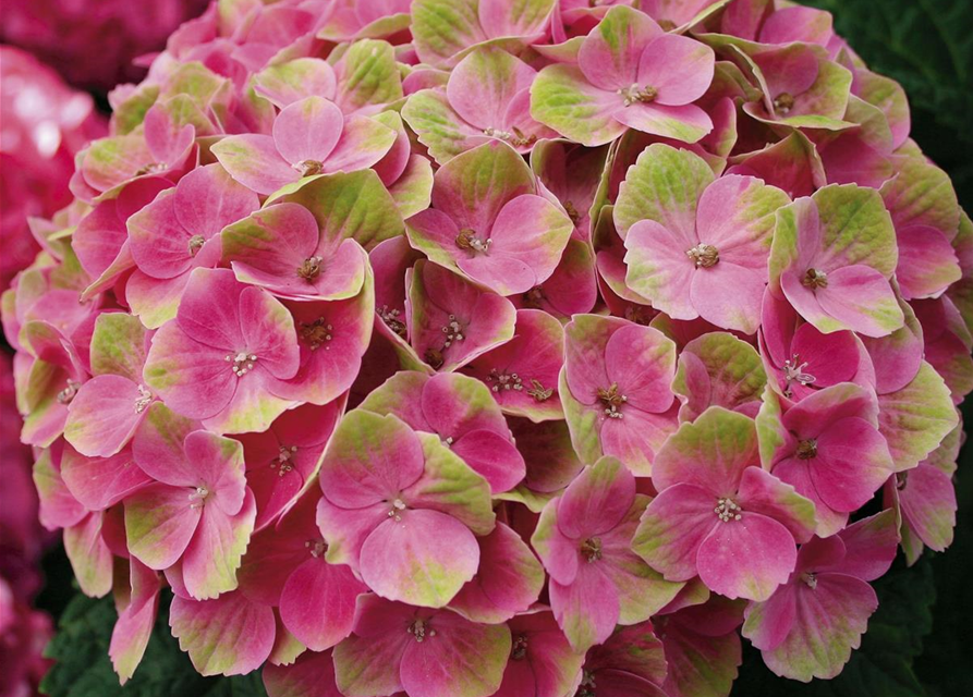 Hydrangea macrophylla Magical