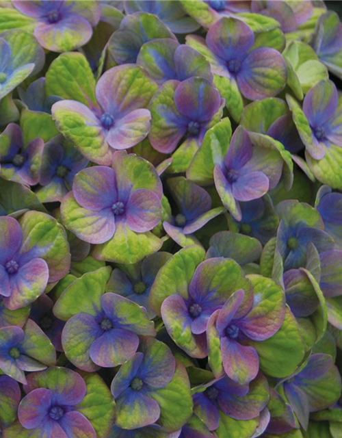 Hydrangea macrophylla Magical