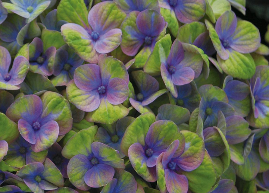 Hydrangea macrophylla Magical