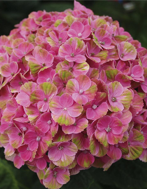 Hydrangea macrophylla Magical