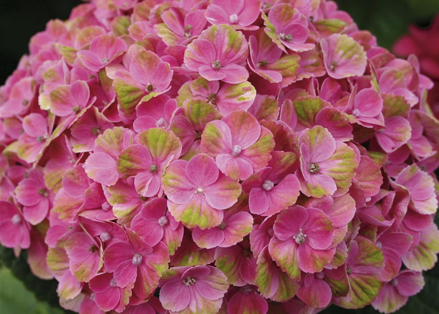 Hydrangea macrophylla Magical