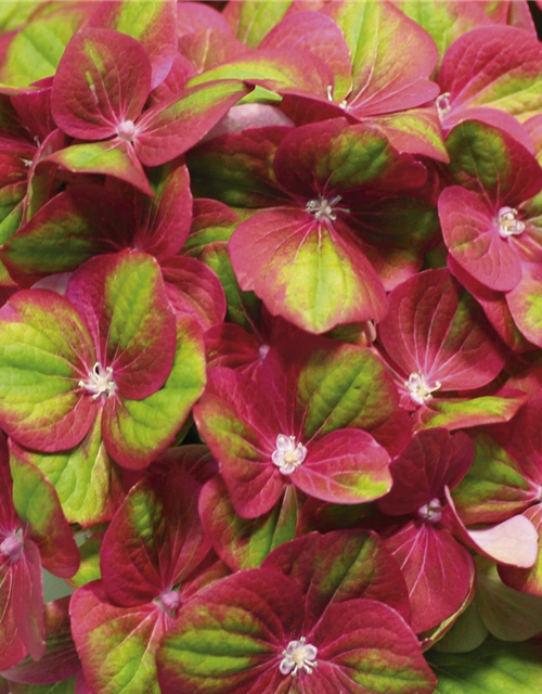 Hydrangea macrophylla Magical