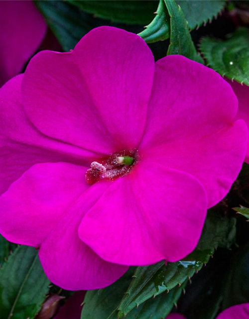 Impatiens Neu Guinea