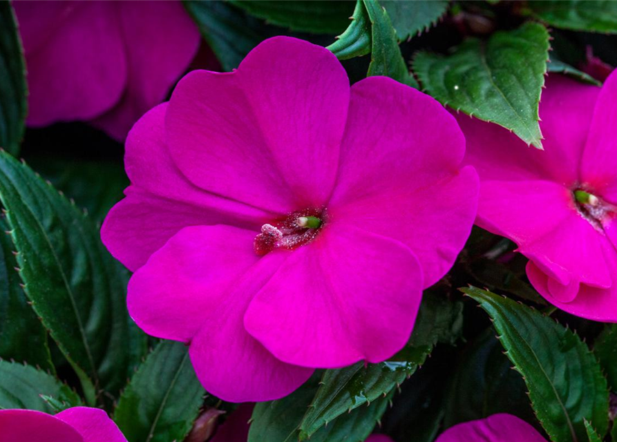 Impatiens Neu Guinea