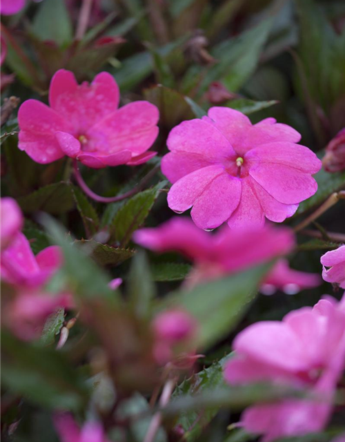 Impatiens Neu Guinea