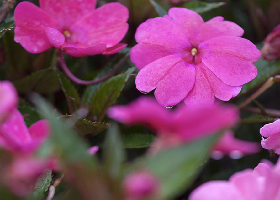 Impatiens Neu Guinea