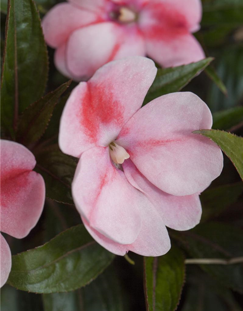 Impatiens Neu Guinea