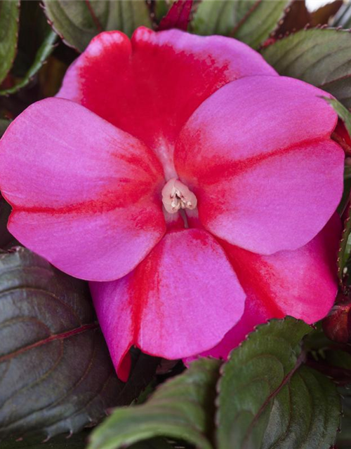 Impatiens Neu Guinea