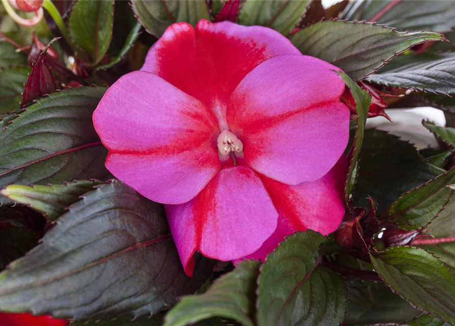 Impatiens Neu Guinea