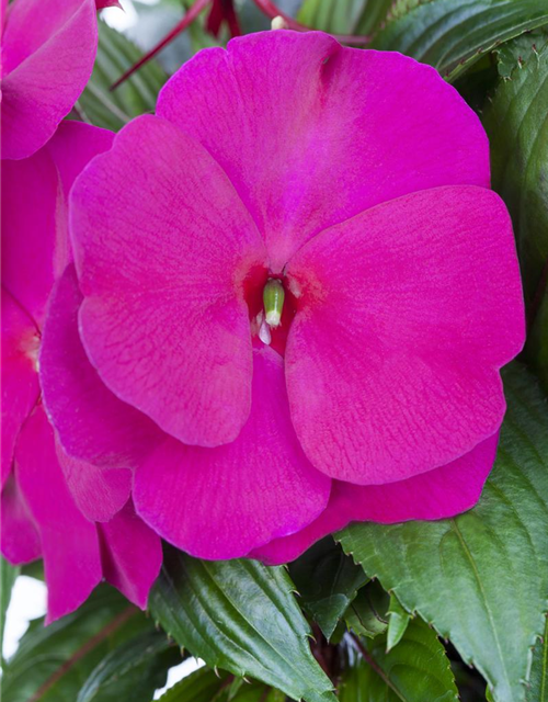 Impatiens Neu Guinea