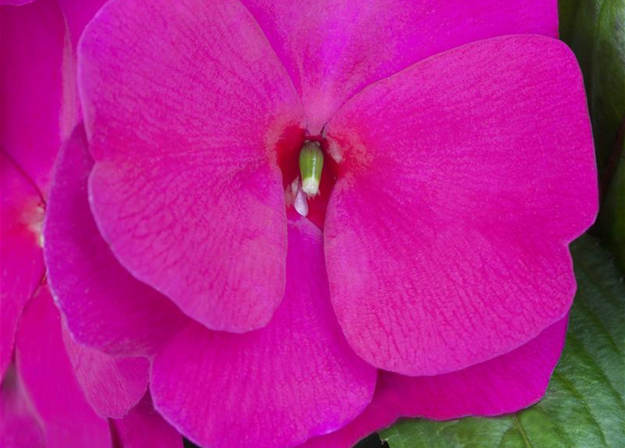 Impatiens Neu Guinea