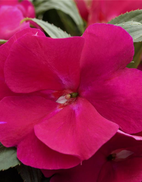 Impatiens