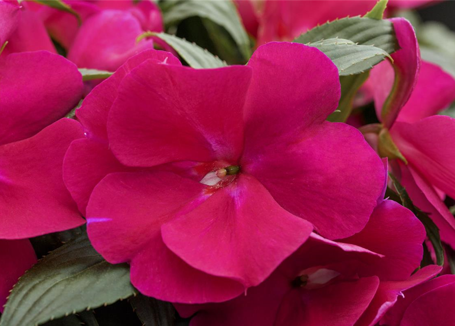 Impatiens