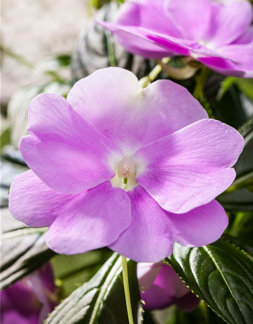 Impatiens Neu Guinea