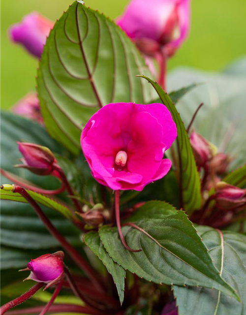 Impatiens Neu Guinea