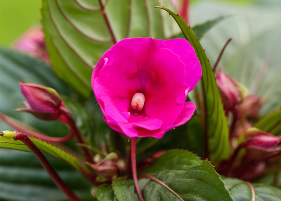 Impatiens Neu Guinea