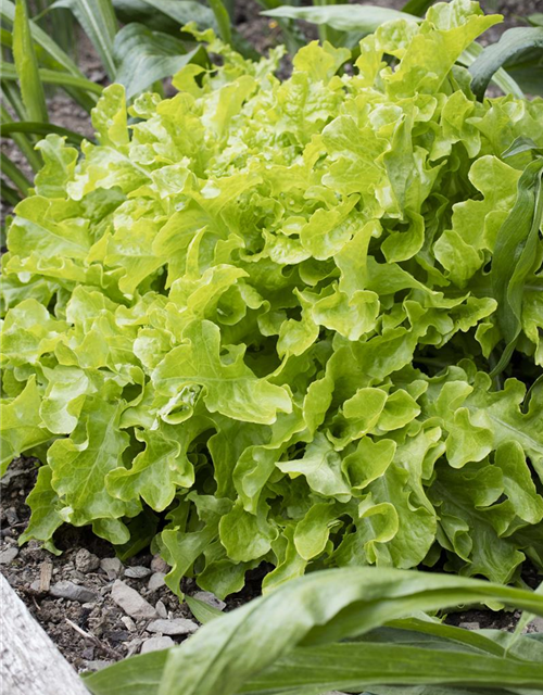 Lactuca sativa var. Acephala Smile