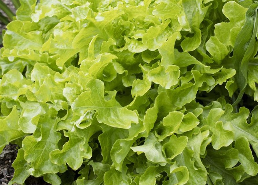 Lactuca sativa var. Acephala Smile