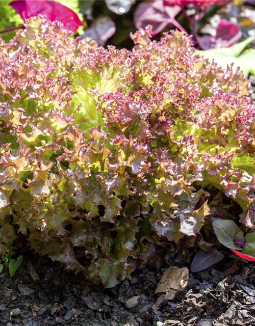 Lactuca sativa var. Lollo Rossa