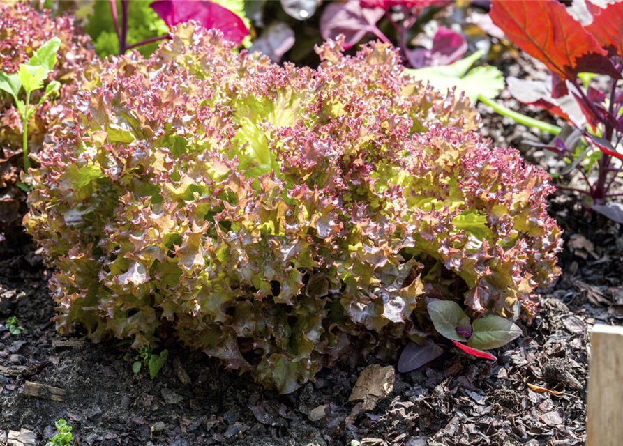 Lactuca sativa var. Lollo Rossa