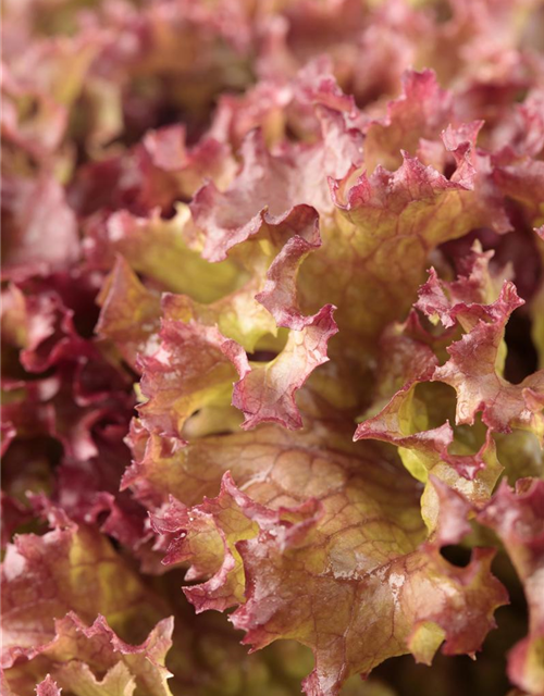 Lactuca sativa var. Lollo Rossa