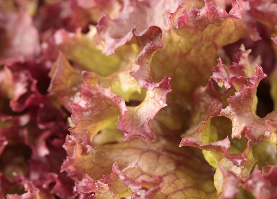 Lactuca sativa var. Lollo Rossa