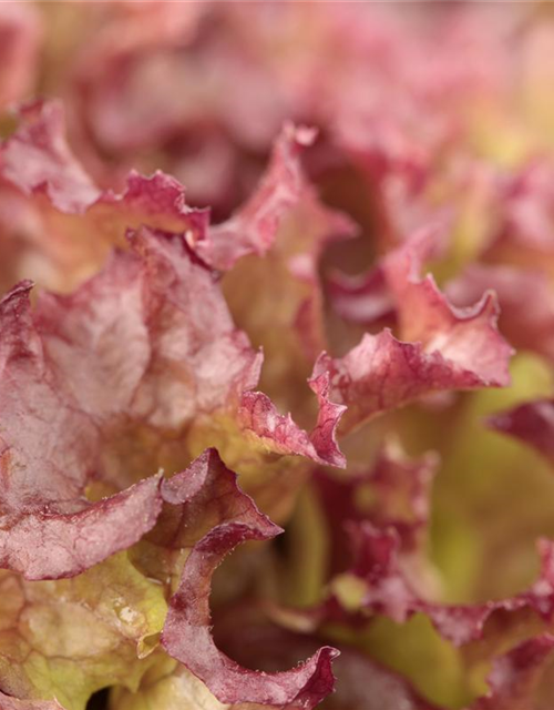 Lactuca sativa var. Lollo Rossa