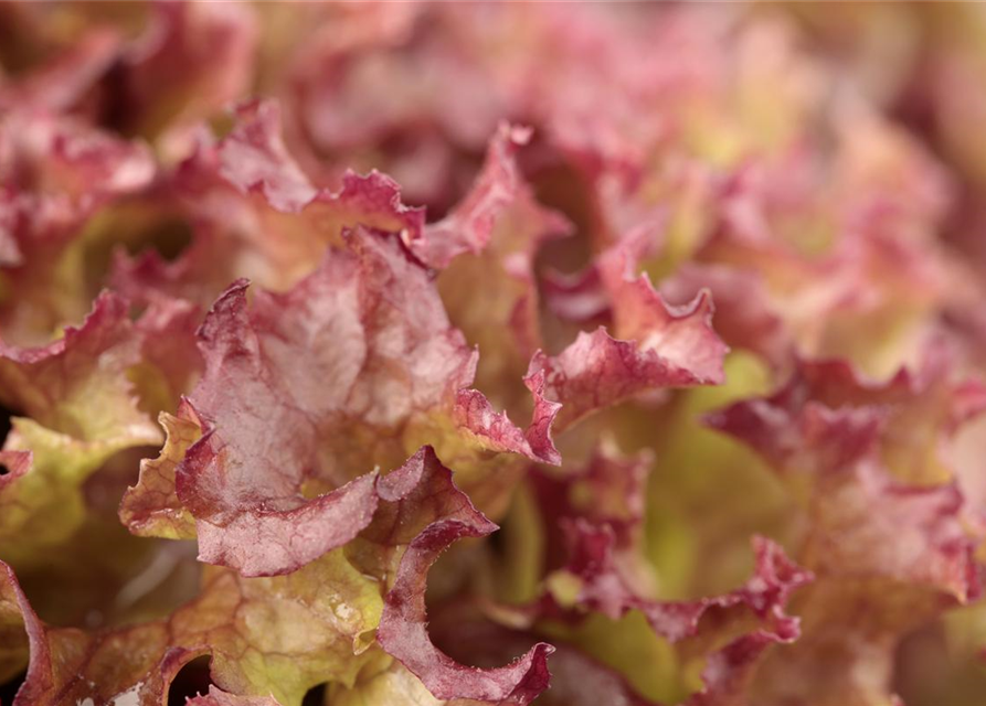 Lactuca sativa var. Lollo Rossa