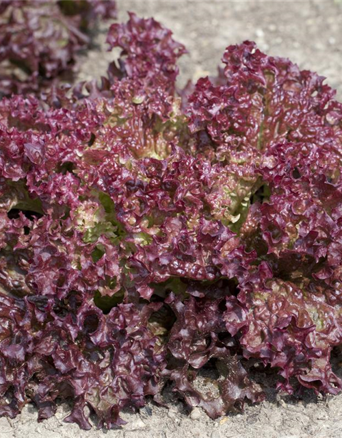 Lactuca sativa var. Lollo Rossa