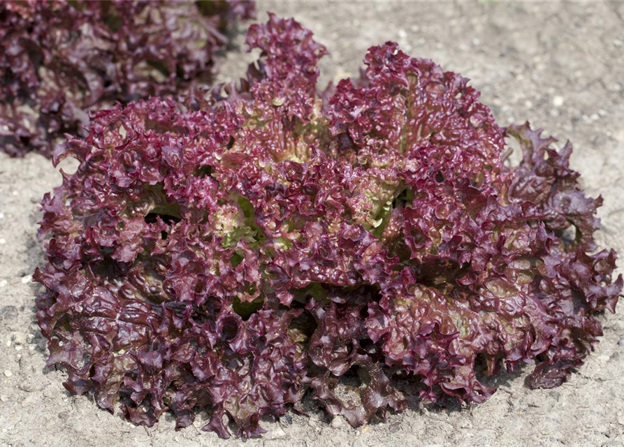 Lactuca sativa var. Lollo Rossa