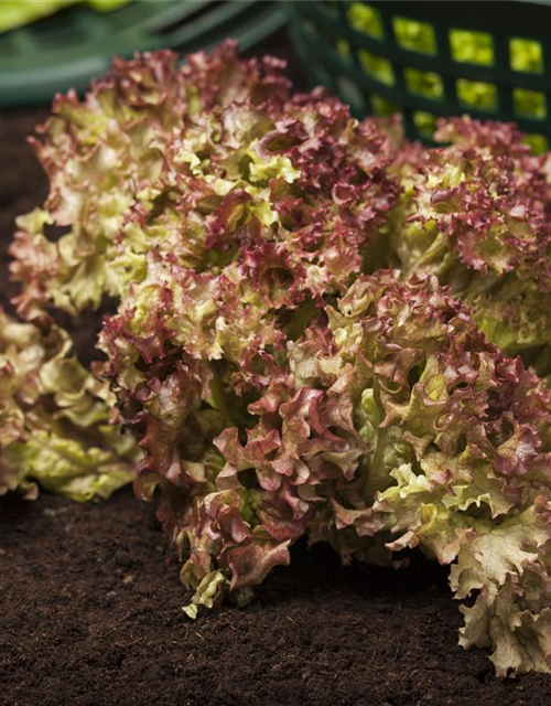 Lactuca sativa var. Lollo Rossa