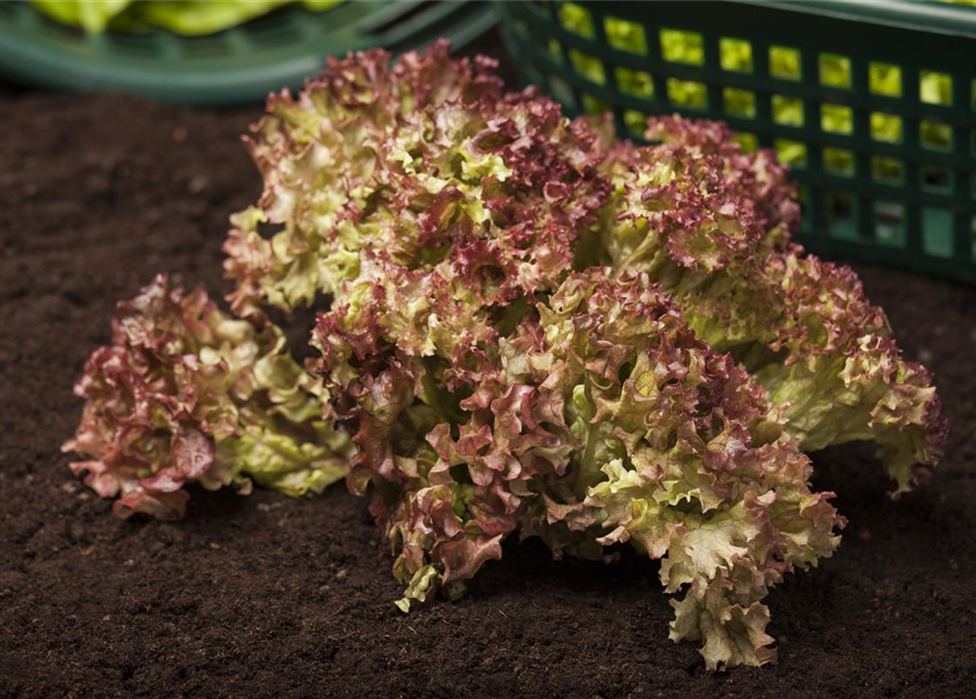 Lactuca sativa var. Lollo Rossa