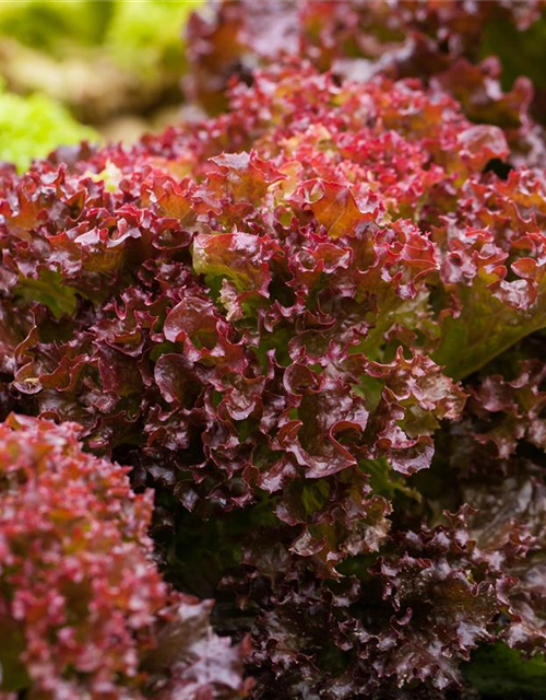 Lactuca sativa var. Lollo Rossa