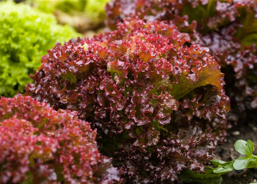 Lactuca sativa var. Lollo Rossa