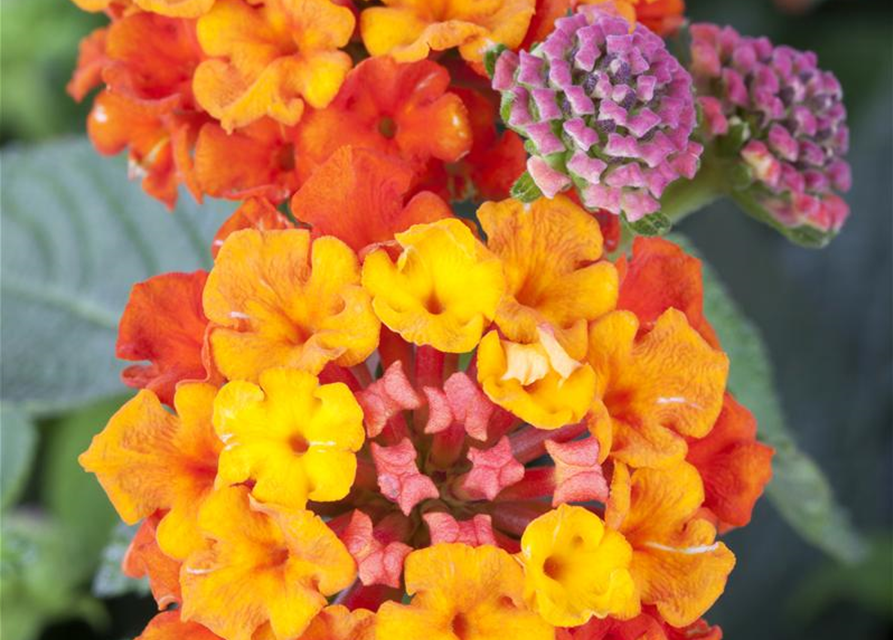 Lantana camara